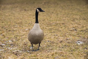 Canadian Goose Walking On Grass
