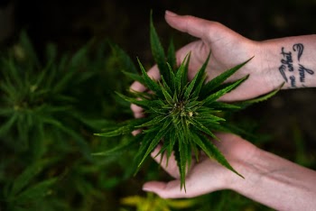 Canapa Sativa Siciliana dei campi Molino Crisafulli, a Caltagirone (Ct) - Italy