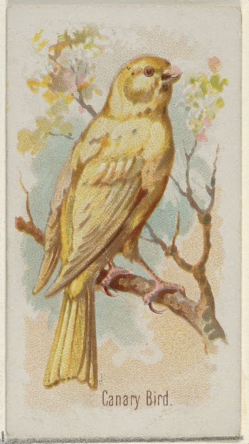 Canary Bird, from the Song | Free Photo - rawpixel