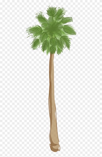 Canary Island Date Palm - California Palm Tree