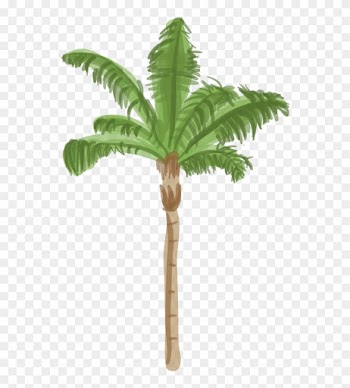 Canary Island Date Palm - Palm Tree