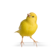 Canary png 1 » PNG Image