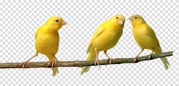 Canary png 3 » PNG Image