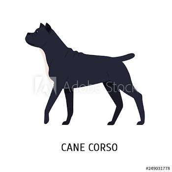 Cane Corso or Italian Mastiff