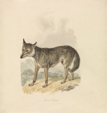 Canis Lupus, or Gray Wolf | Free Photo - rawpixel