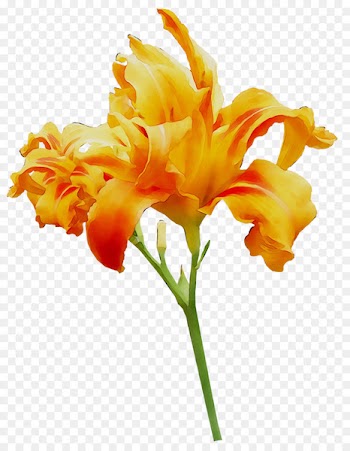 Canna Plant stem Cut flowers Daylily -  
