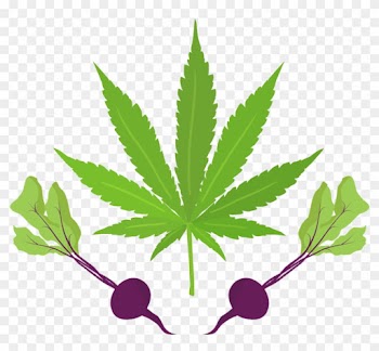 Cannabeets - Marijuana Used For Medical Purposes