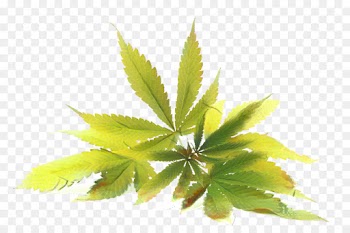 Cannabidiol, Cannabis, Tetrahydrocannabinol, Leaf, Plant PNG