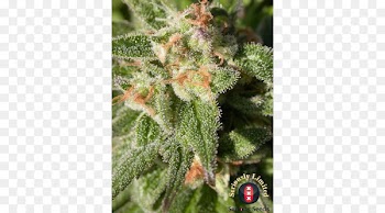 Cannabis Cannabidiol Seed Marijuana Head shop - cannabis 