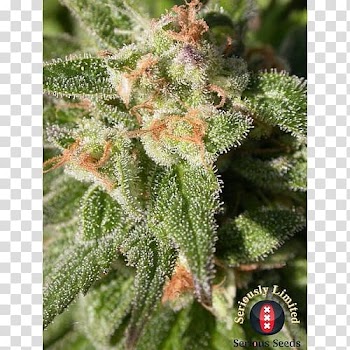 Cannabis Cannabidiol Seed Marijuana Head shop, cannabis transparent background PNG clipart