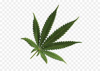 Cannabis cultivation Leaf Medical cannabis Spots - Cannabis PNG 