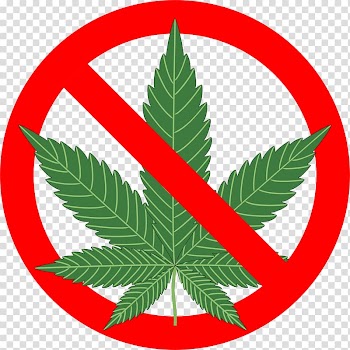 Cannabis cultivation Medical cannabis Dispensary Recreational drug use, Cannabis transparent background PNG clipart