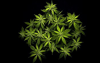 Cannabis Desktop High-definition video High-definition television Hemp, cannabis transparent background PNG clipart