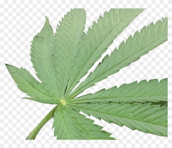 Cannabis Hemp Arnold Cannabidiol - Cannabis Hemp Arnold Cannabidiol