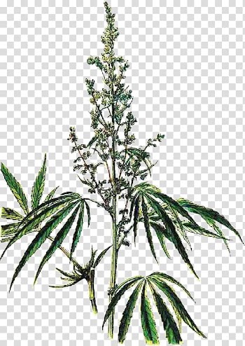 Cannabis Hemp Herb Smoking Cathinone, cannabis transparent background PNG clipart