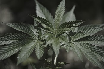 Cannabis leaf branch background, nature | Free Photo - rawpixel