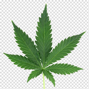 Cannabis leaf, Cannabis Cup Cannabis sativa Medical cannabis, cannabis transparent background PNG clipart