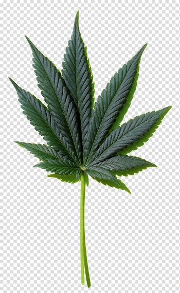Cannabis leaf , Cannabis Hemp Desktop Leaf, marijuana transparent background PNG clipart