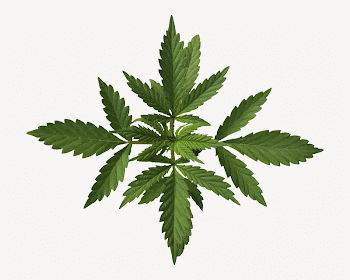 Cannabis leaf collage element, botanical | Free PSD - rawpixel