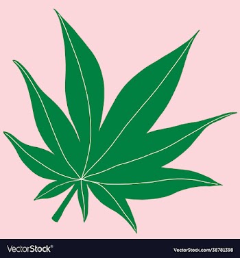 cannabis leaf freehand drawing on pink background