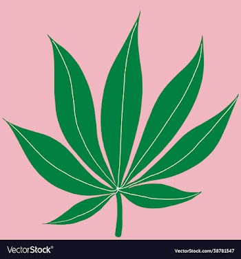 cannabis leaf freehand drawing on pink background