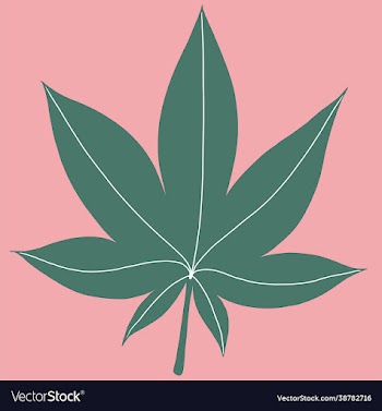 cannabis leaf freehand drawing on pink background