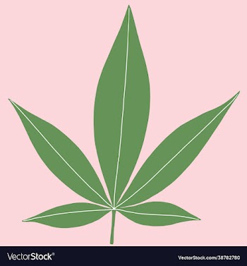 cannabis leaf freehand drawing on pink background