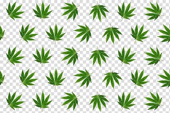 Cannabis , Leaf Hemp Cannabis, Cannabis leaves tiled transparent background PNG clipart