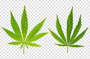 Cannabis Leaf Hemp, Two cannabis leaves transparent background PNG clipart
