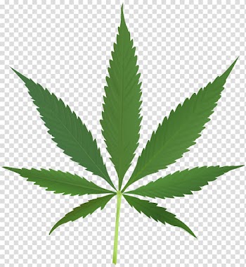 Cannabis leaf illustration, Cannabis sativa Marijuana Legality of cannabis Cannabis smoking, weed transparent background PNG clipart
