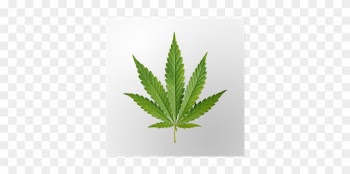 Cannabis Leaf Isolated On White Background Poster • - Cannabis Botany And Marijuana Horticulture: Nutrient