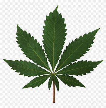 Cannabis Leaf Png Image - Marijuana Leaf High Res