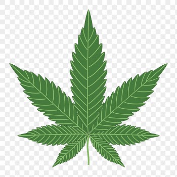 Cannabis leaf png sticker, botanical | Free PNG - rawpixel