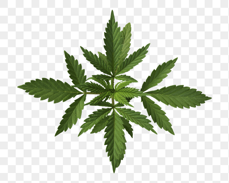 Cannabis leaf png sticker, transparent | Free PNG - rawpixel