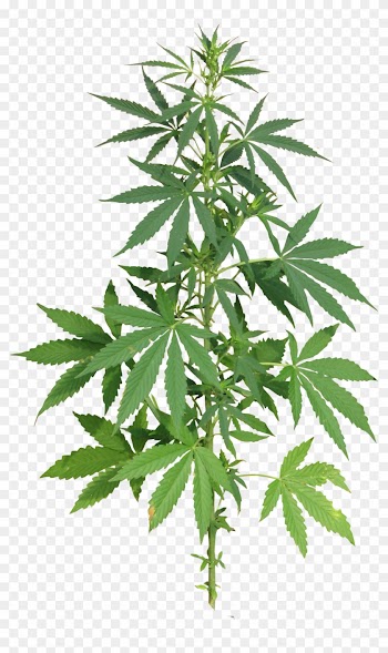 Cannabis Leafs Clip Art - Cannabis Png