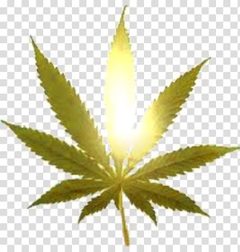 Cannabis Legalization Smoking Marijuana 420 Day, cannabis transparent background PNG clipart