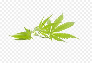 Cannabis Marijuana Leaf - Cannabis leaves PNG picture 