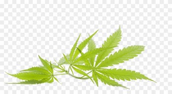 Cannabis Marijuana Leaf - L'reve Pearl Infused Salt Scrub And Deluxe Shae Body
