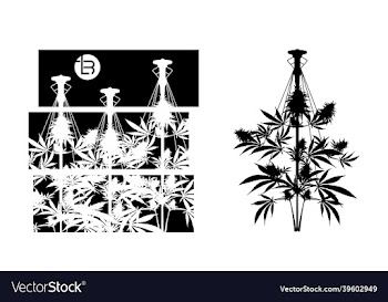 cannabis merijuana and weed plants