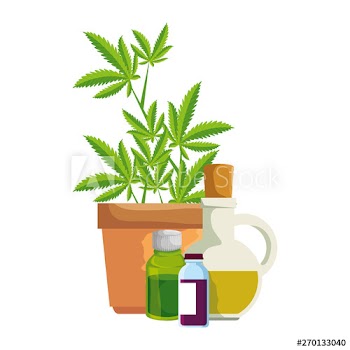 cannabis plant in pot with bottles products