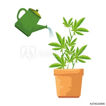 cannabis plant in pot with water sprinkler