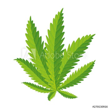 cannabis plant leafs nature icon