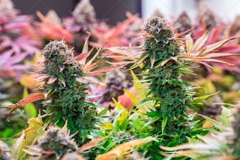 Cannabis Plantation