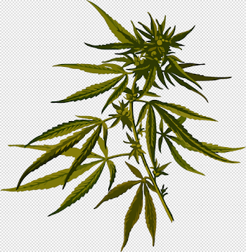 Cannabis PNG images free download