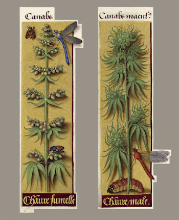 Cannabis sativa, "canabs", "chanve fumelle" | Free Photo - rawpixel
