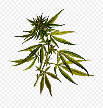 Cannabis sativa Cannabidiol Hemp Light -  