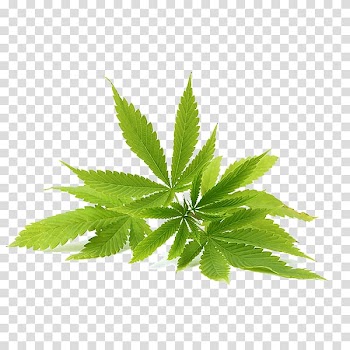Cannabis sativa Hemp oil Cannabidiol, nutraceutical transparent background PNG clipart