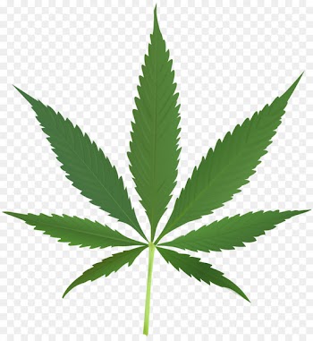 Cannabis sativa Marijuana Legality of cannabis Cannabis smoking - weed 