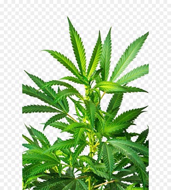 Cannabis sativa Marijuana Stock photography - Indian cannabis close-up 