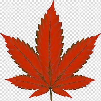Cannabis smoking Joint Medical cannabis Hemp, cannabis transparent background PNG clipart